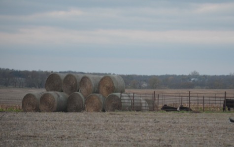 Country triumphs over city in a survey at BHS