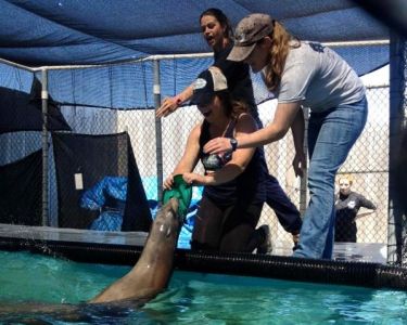 Brooke Morgan studying Marine Science at California State University with Sea Lions.