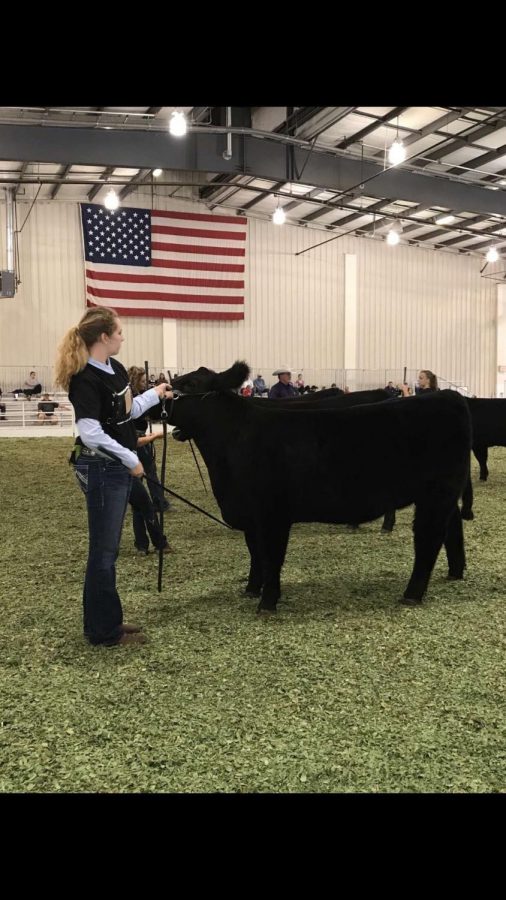 Claire Norris showing her cow.