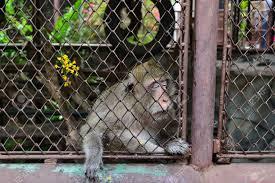 Zoos not the best environment for animals