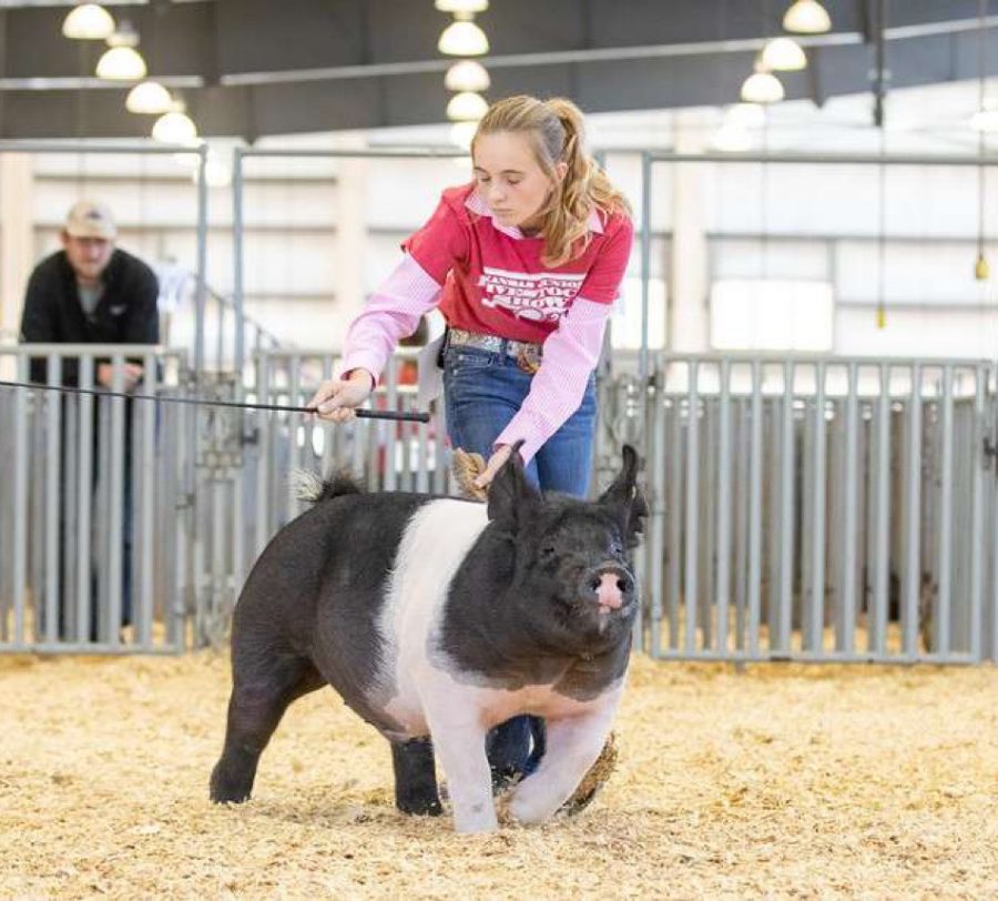 Showing pigs a way of life for Moore siblings