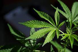 Medicinal marijuana should be legal